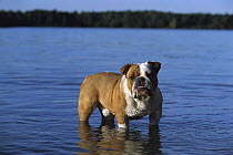 English Bulldog (Canis familiaris) adult standing in lake