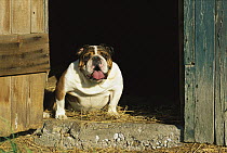 English Bulldog (Canis familiaris) adult portrait inside barn door