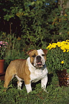 English Bulldog (Canis familiaris) adult portrait