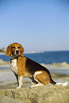 Beagle (Canis familiaris) portrait of adult sitting