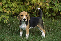 Beagle (Canis familiaris) puppy standing in grass