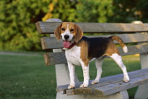 Beagle (Canis familiaris) standing on park bench