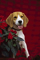 Beagle (Canis familiaris) portrait