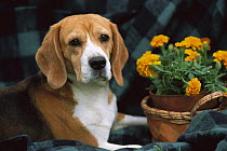 Beagle (Canis familiaris) with potted marigolds
