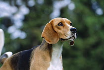 Beagle (Canis familiaris) adult portrait