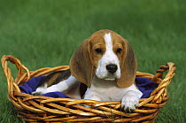Beagle (Canis familiaris) puppy in a basket