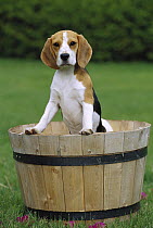 Beagle (Canis familiaris) young dog standing in a wooden planter