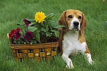 Beagle (Canis familiaris) portrait with basket of flowers