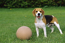 Beagle (Canis familiaris) male with ball
