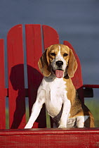 Beagle (Canis familiaris) sitting in Adirondack chair