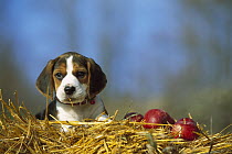 Beagle (Canis familiaris) portrait of puppy in straw with apples