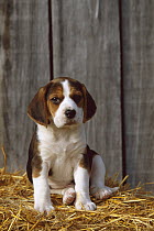Beagle (Canis familiaris) puppy sitting on a bed of straw