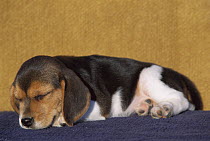 Beagle (Canis familiaris) puppy sleeping