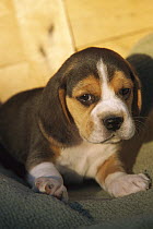 Beagle (Canis familiaris) portrait of a puppy