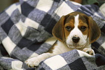 Beagle (Canis familiaris) portrait of a puppy
