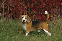 Beagle (Canis familiaris) male portrait