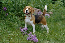 Beagle (Canis familiaris) portrait of adult female