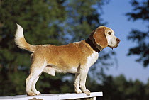 Beagle (Canis familiaris) male portrait
