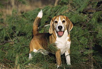 Beagle (Canis familiaris) panting