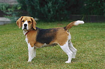 Beagle (Canis familiaris) female portrait