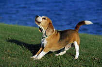 Beagle (Canis familiaris) barking