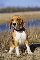 Beagle (Canis familiaris) adult sitting at attention