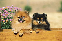 Pomeranian (Canis familiaris) pair in planter