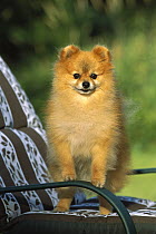 Pomeranian (Canis familiaris) adult portrait standing on a chair