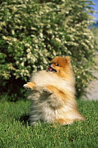 Pomeranian (Canis familiaris) adult sitting up
