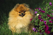 Pomeranian (Canis familiaris) adult portrait