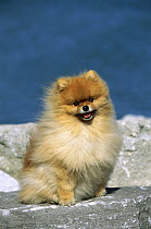 Pomeranian (Canis familiaris) adult portrait
