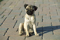 Pug (Canis familiaris) portrait of a curious puppy sitting on the sidewalk