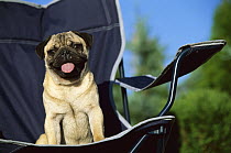 Pug (Canis familiaris) adult sitting in a chair