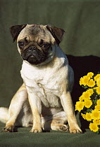 Pug (Canis familiaris) portrait with flowers