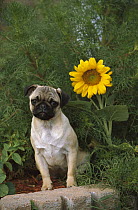 Pug (Canis familiaris) portrait with sunflower