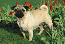 Pug (Canis familiaris) portrait with Tulips