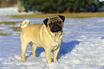 Pug (Canis familiaris) adult portrait standing in the snow