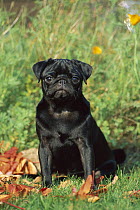 Pug (Canis familiaris) portrait