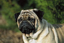 Pug (Canis familiaris) adult portrait