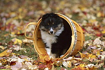 Shetland Sheepdog (Canis familiaris) puppy tri-color in a basket among autumn leaves