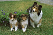 Shetland Sheepdog (Canis familiaris) mom with two puppies