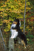 Shetland Sheepdog (Canis familiaris) adult portrait in autumn