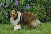 Shetland Sheepdog (Canis familiaris) portrait of sable-colored adult
