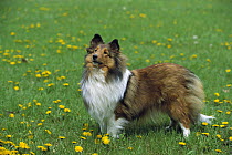 Shetland Sheepdog (Canis familiaris) portrait of adult amid a field of Dandelions