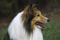 Shetland Sheepdog (Canis familiaris) profile of tri-colored adult