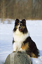 Shetland Sheepdog (Canis familiaris) portrait of tri-colored adult in the snow