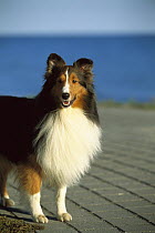 Shetland Sheepdog (Canis familiaris) portrait of tri-colored adult