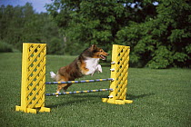 Shetland Sheepdog (Canis familiaris) clearing agility jump