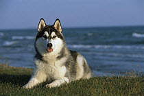 Siberian Husky (Canis familiaris) adult portrait in coastal landscape
