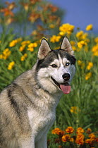 Siberian Husky (Canis familiaris) portrait of an adult with one blue eye and one brown eye (Heterochromia) among garden flowers